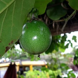 Маракуйя зеленая