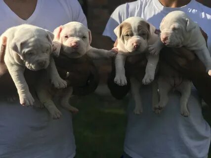 American Pit Bull Terrier Puppies.