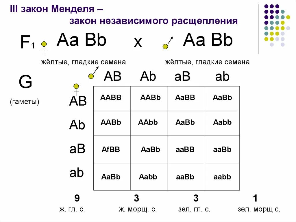 Расщепление по генотипу 2 закон менделя. 9 3 3 1 Закон Менделя. Третий закон Менделя схема. Решение генетических задач по биологии 3 закон Менделя. 1 И 3 закон Менделя.