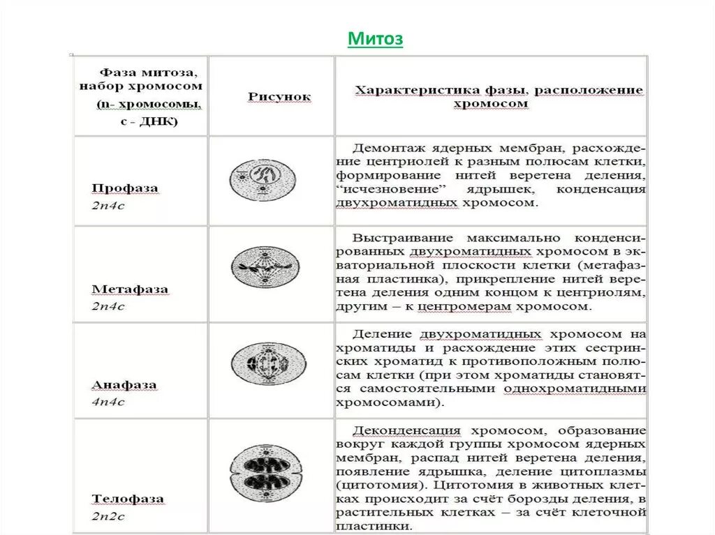 События при делении клетки. Таблица деление клетки митоз 9 класс биология. Биология таблица фазы митоза. Название фазы митоза таблица. Таблица фазы митоза 9 класс биология.