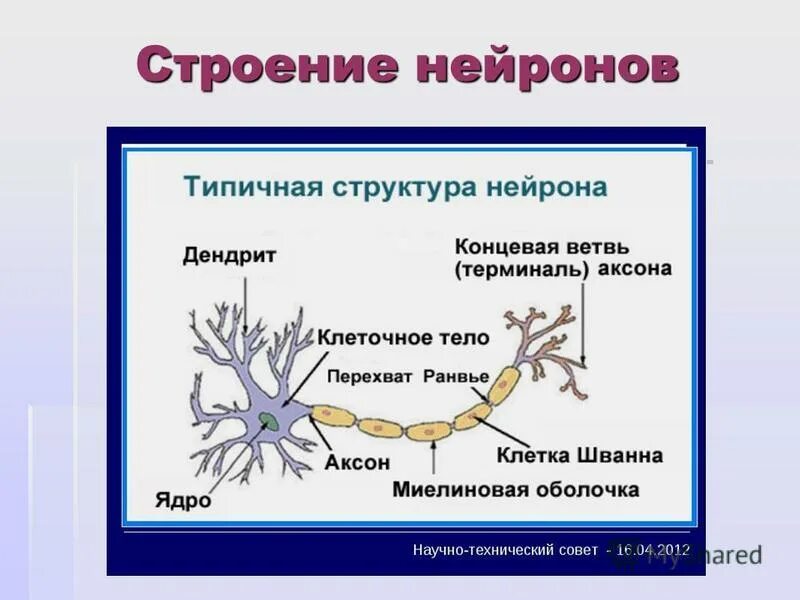 нейрон строение и функции рисунок. нервная система строение нейрона. схема строения нейрона. строение нейрона. как называется клетка.