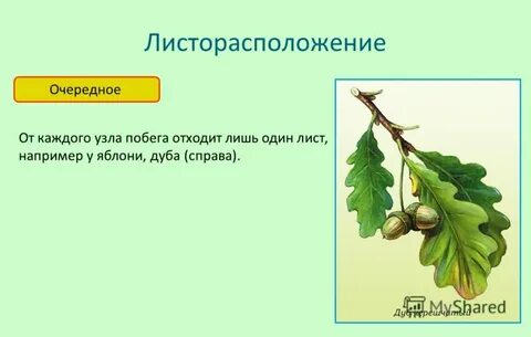 Листорасположение дуба