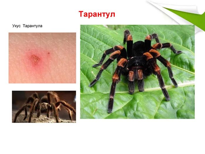 Укусы паукообразных
