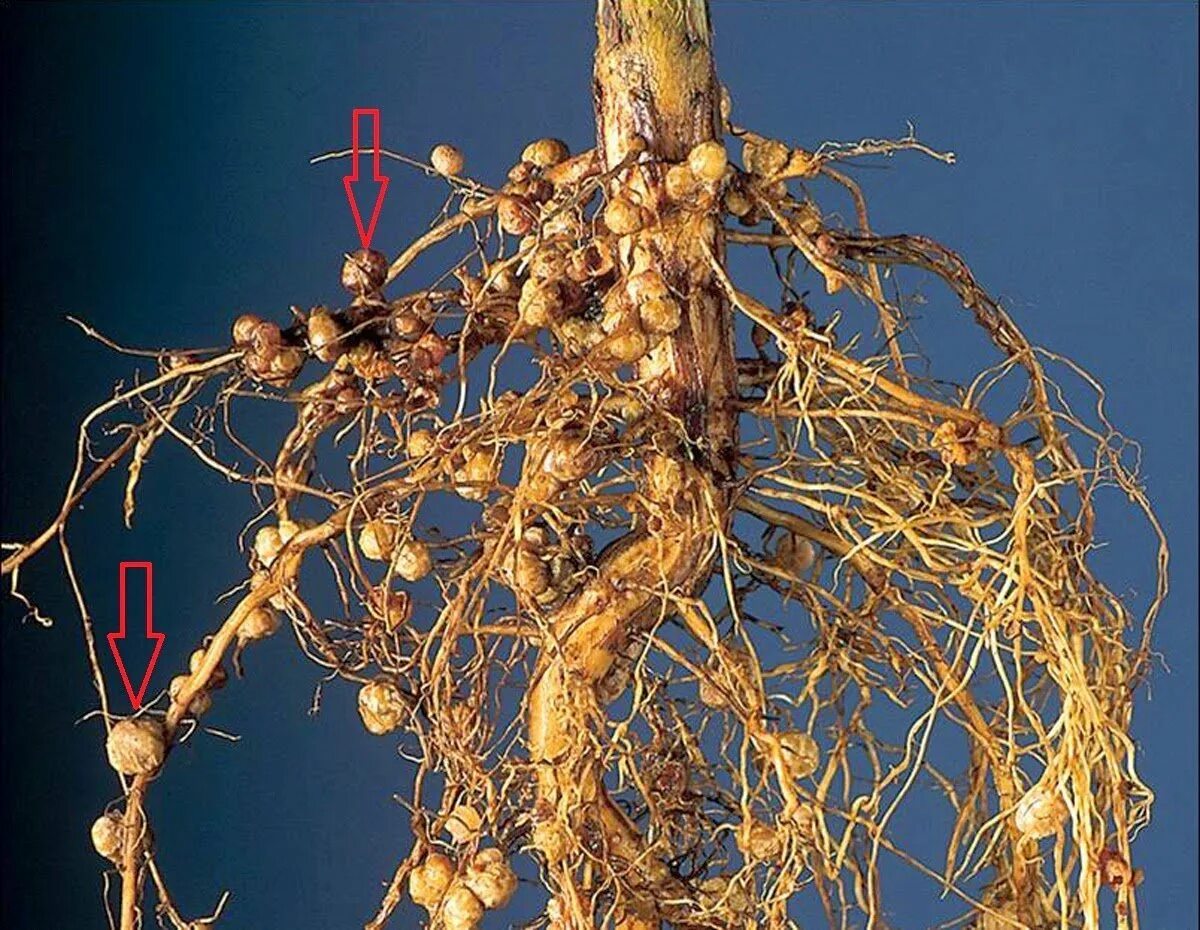 Азотфиксирующие клубеньки. Rhizobium бактерии. Бактериальные клубеньки бобовых. Азотфиксирующие клубеньки бобовых. Корни тейлор