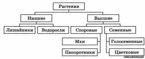 Высшие растения характерные особенности и примеры таблица