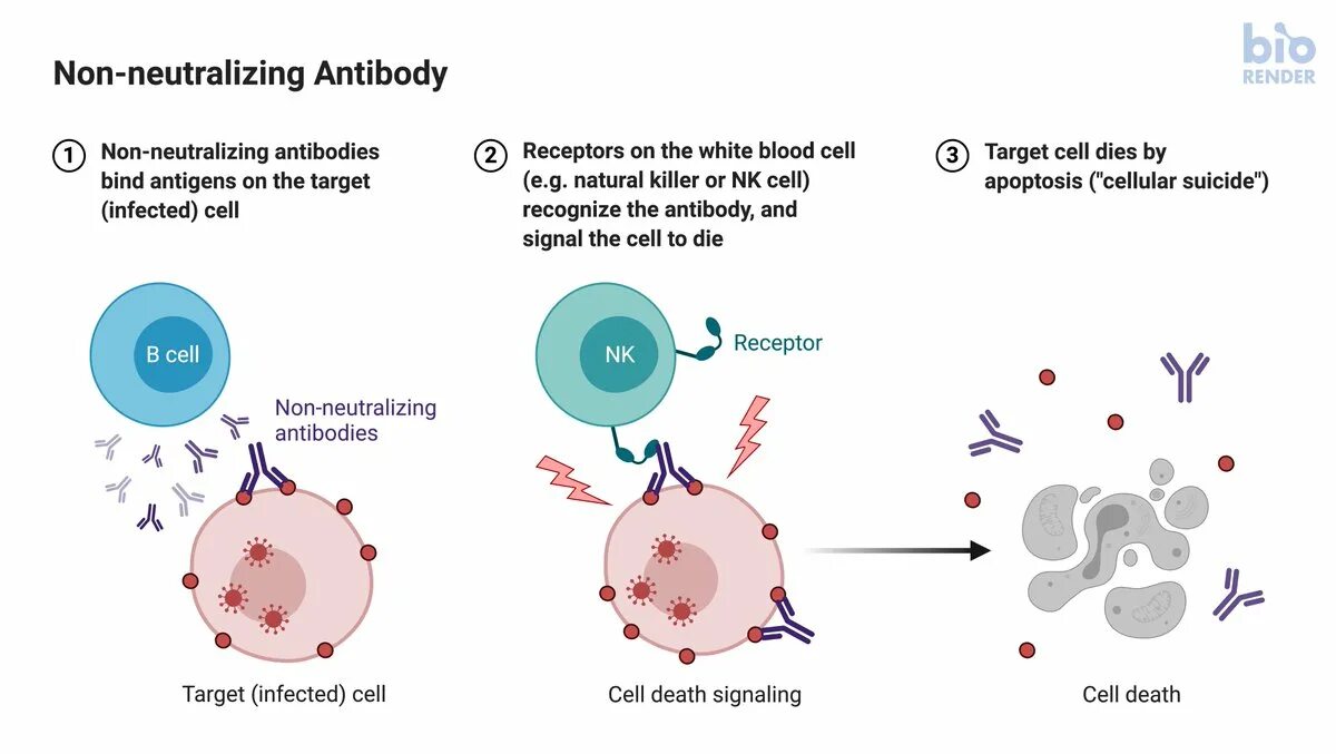 Nk клетки функции. Nk cells. nk клетки. натуральные киллеры иммунология. натуральные киллеры nk это.