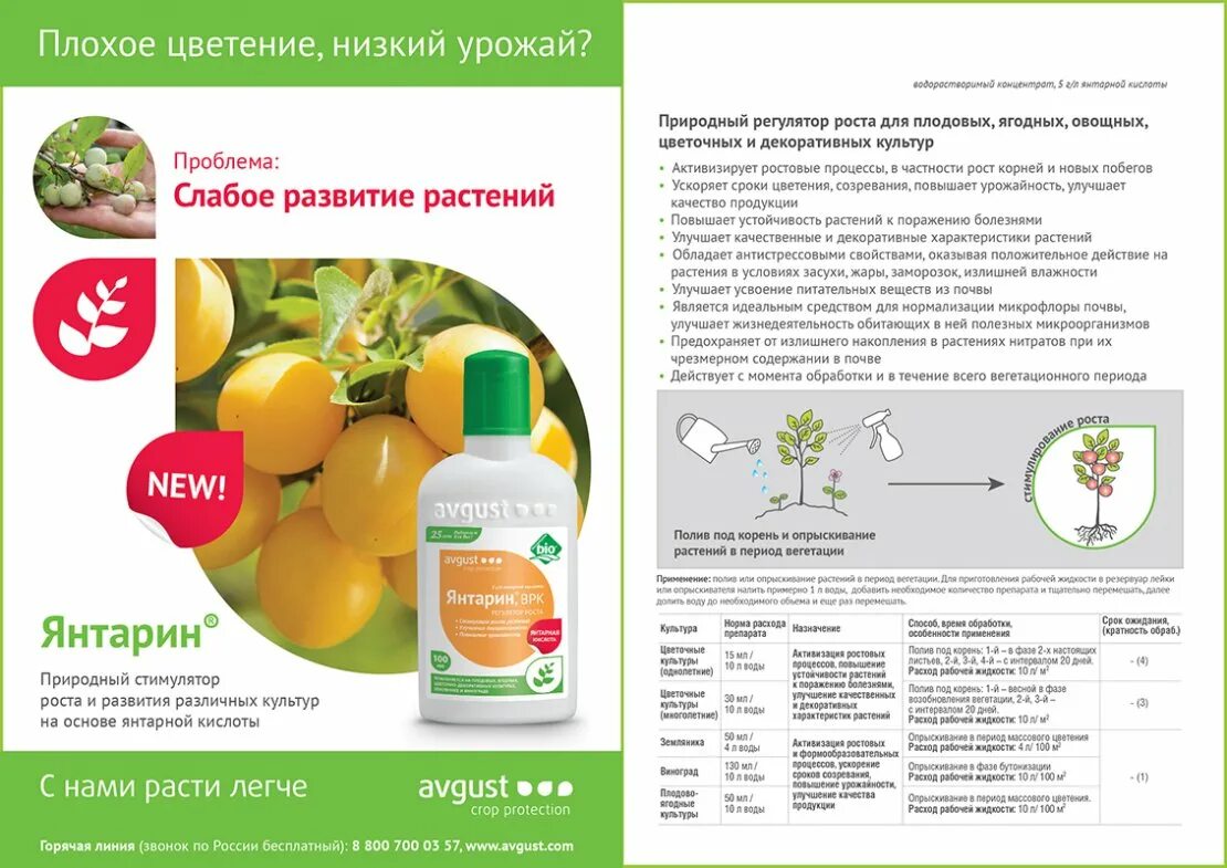 Можно ли рассаду перца подкормить янтарной кислотой
