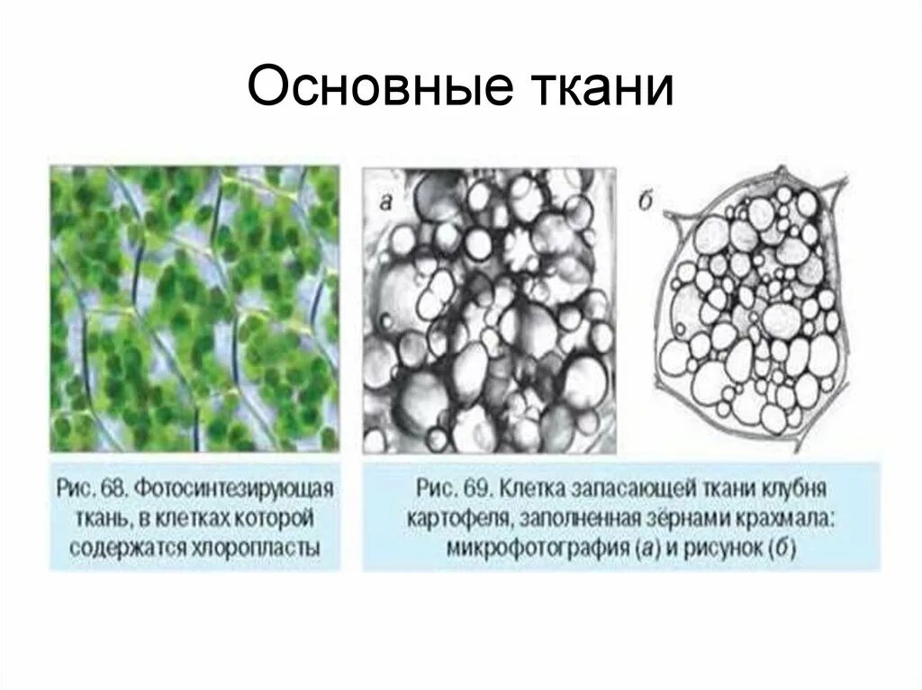 Запасная ткань растений. Основнаятткани растений. Основная ткань растений рисунок строение. Строение основной ткани растений. Основная запасающая ткань растений.