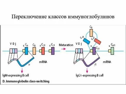 Переключение классов иммуноглобулинов