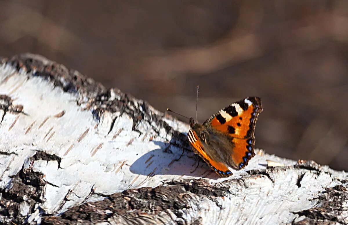 бабочка крапивница на лесной проталинке. первые бабочки весной. первые бабочки весной. бабочка 1. первые бабочки весной.