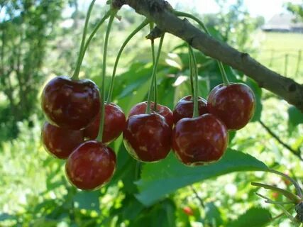 Шпанка вишня фото