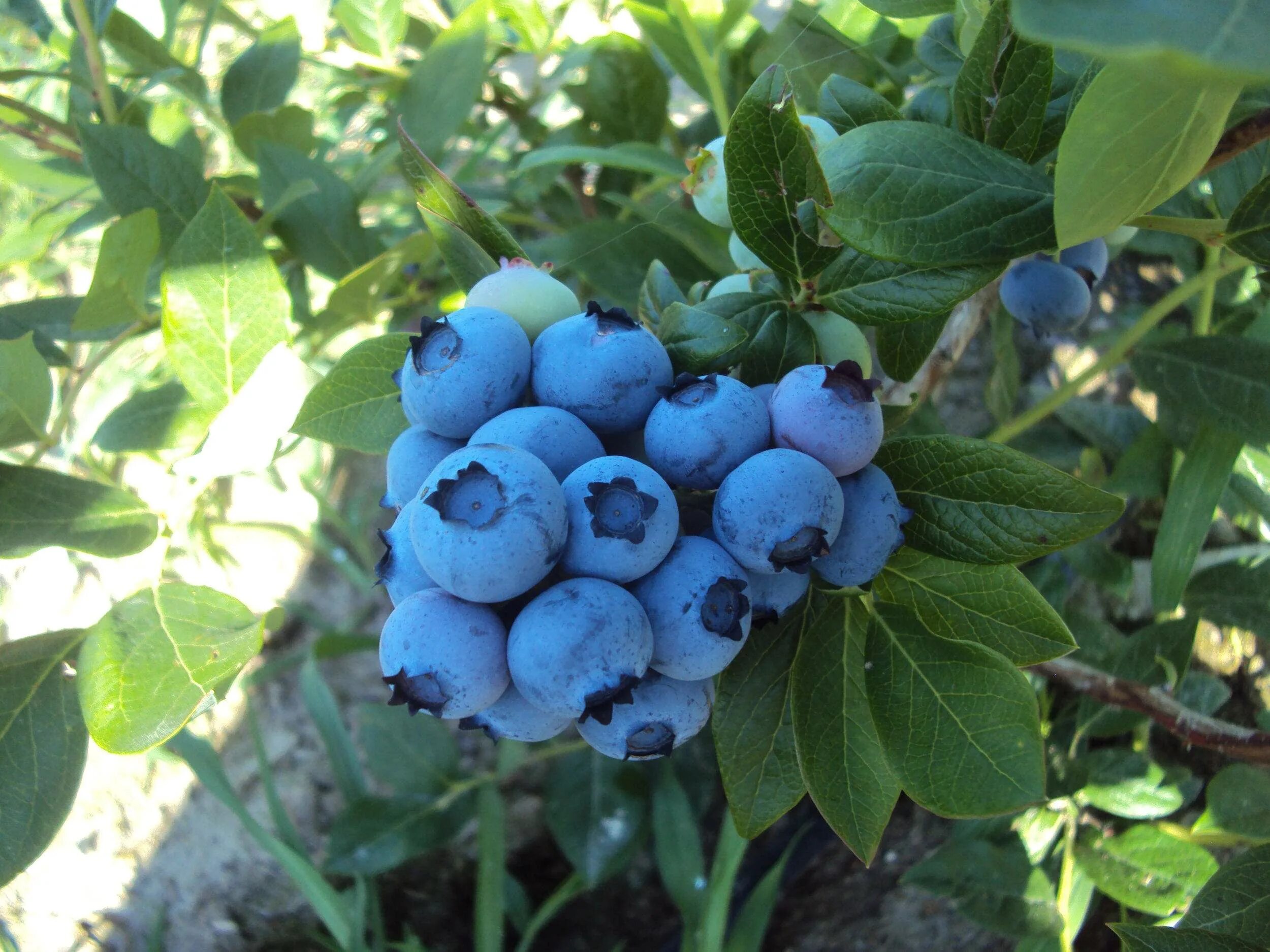 Саженцы голубики купить в минске