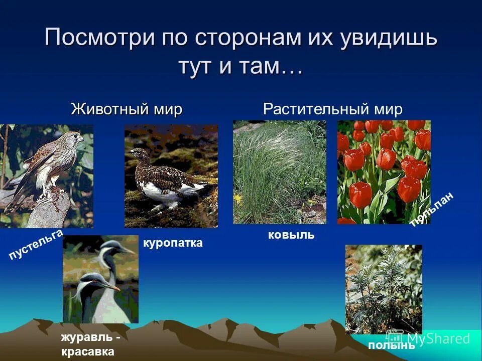Какие животные в степях природная зона. Растения и животные степи. Растения и животные Степной зоны. Степи растительный мир и животный мир. Обитатели степи растения.