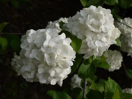 Красивые белые кусты