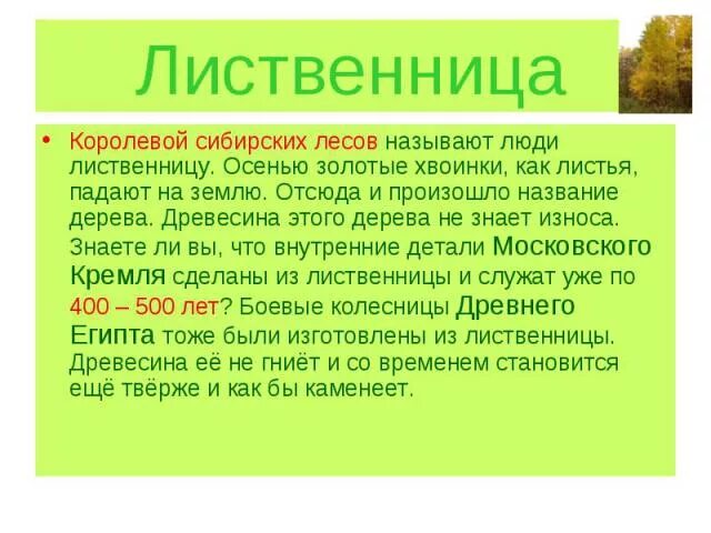Как используется человеком лиственница. Свойства лиственницы. лиственница свойства древесины и применение. лиственница свойства древесины. лиственница характеристика древесины.