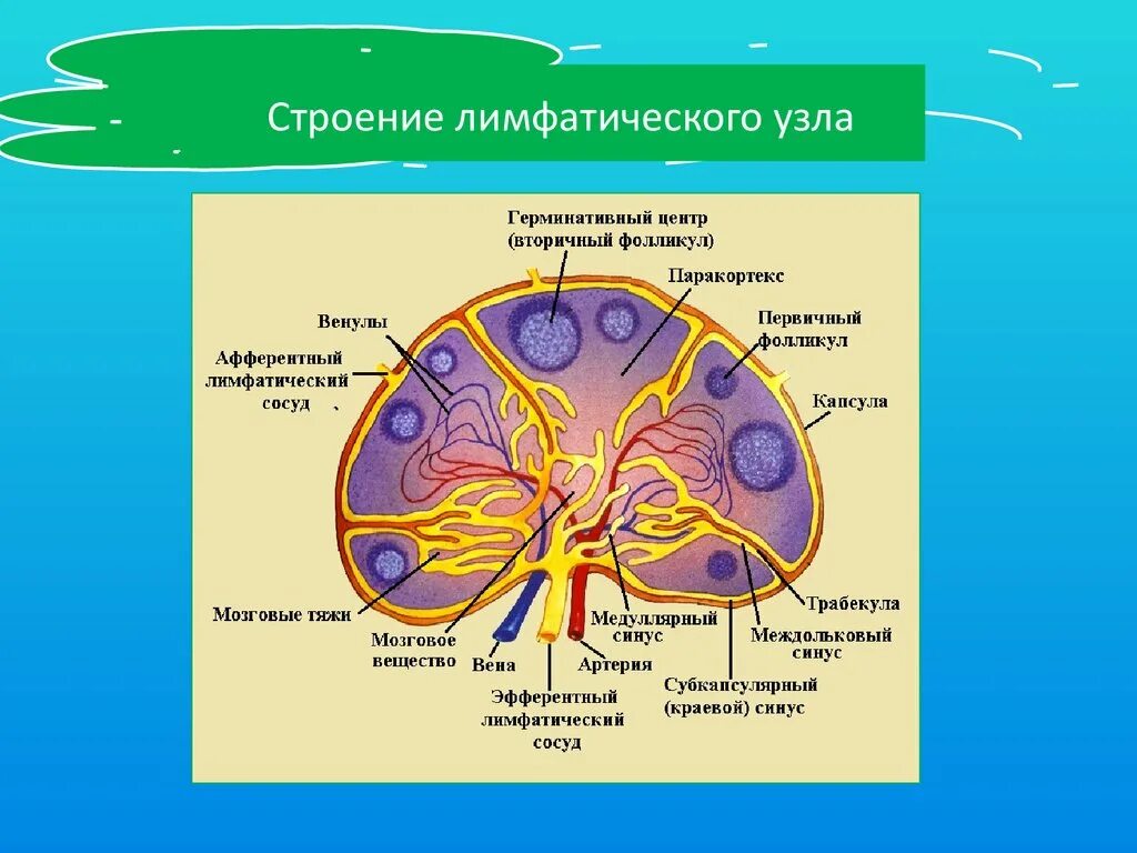 Лимфатический узел имеет. Схема строения лимфатического узла иммунология. Внутреннее строение лимфатического узла. Лимфатические узлы рисунок иммунология. Строгие лимыотичнского узла.