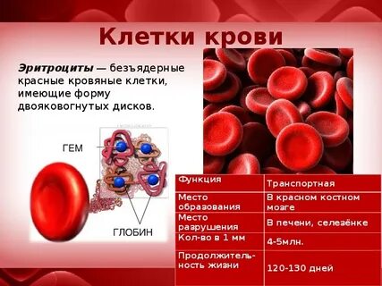 Эритроциты форменные строение