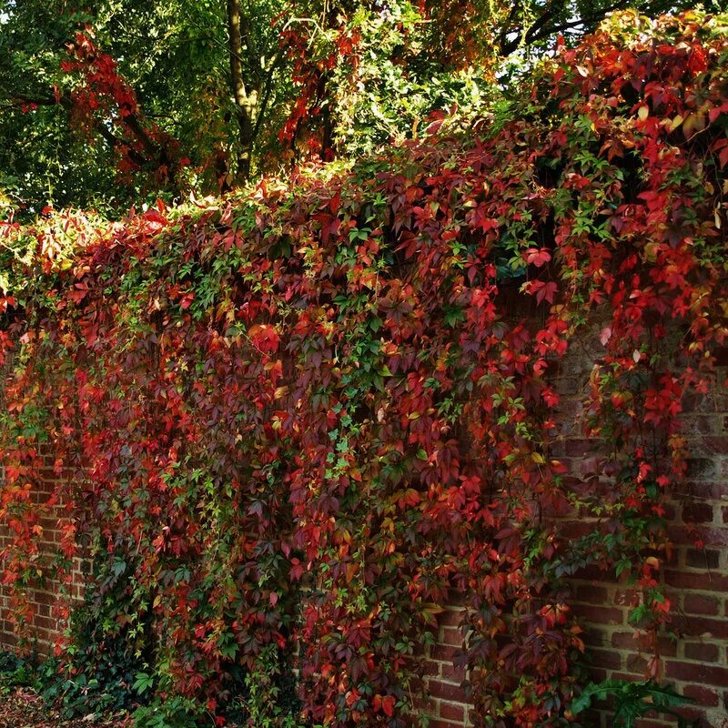 Как сажать девичий виноград. Parthenocissus quinquefolia. Виноград девичий Дон Жуан. Parthenocissus engelmannii. Живая изгородь дикий виноград.