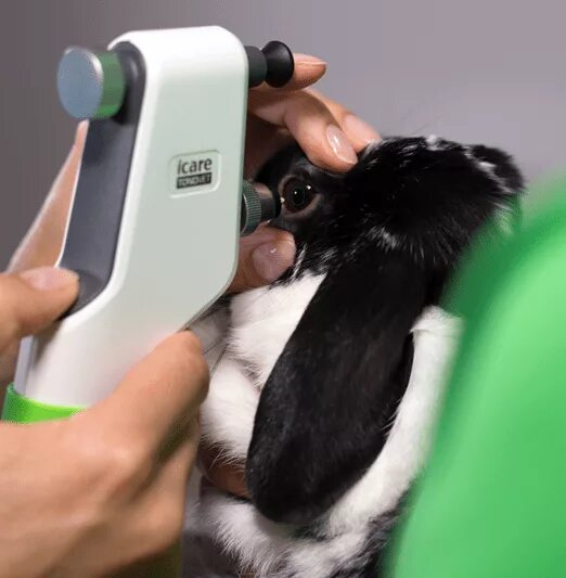 Температура у собак. Измерение артериального давления у собак и кошек. Взвешивание в зоопарке. Замер животных. Линейка для измерения собак.