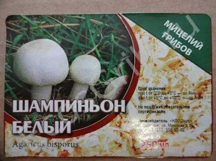 Зерно грибы