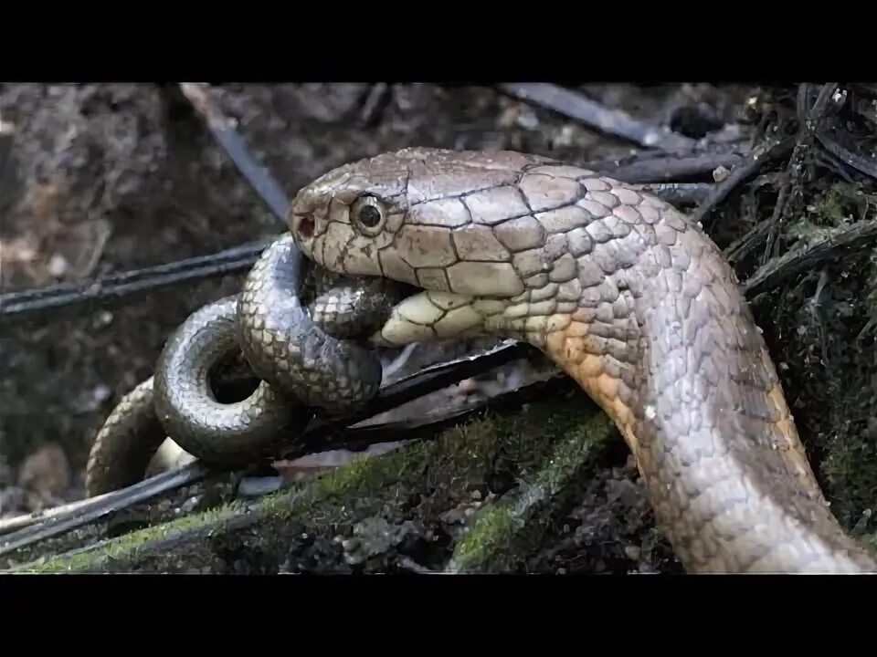 The cobra is a common poison. The cobra is a common poison