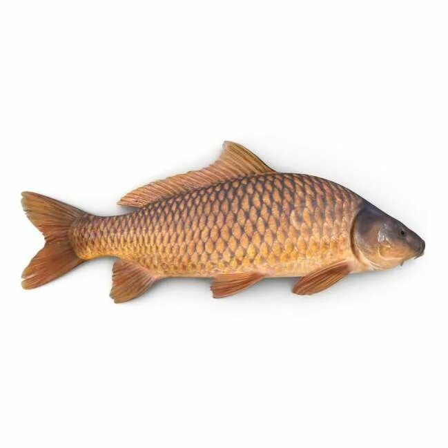 Амурский сазан. Горбатый сазан. Сазан (cyprinus carpio). Амурский сазан. Карп обыкновенный – cyprinus carpio.