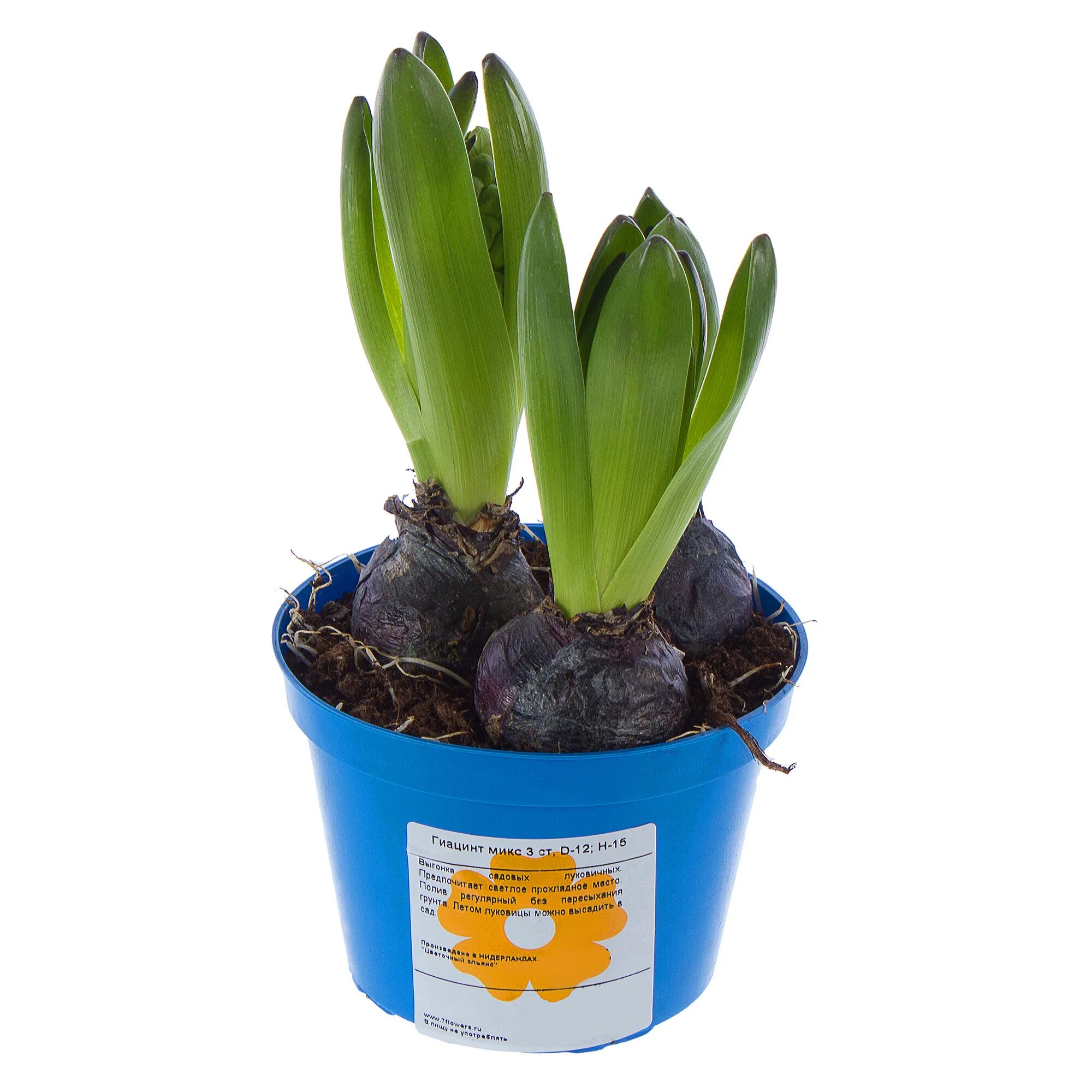 Гиацинт Hyacinthus Mix. Леруа Мерлен гиацинт. Гиацинт микс d21. Гиацинт микс луковицы.