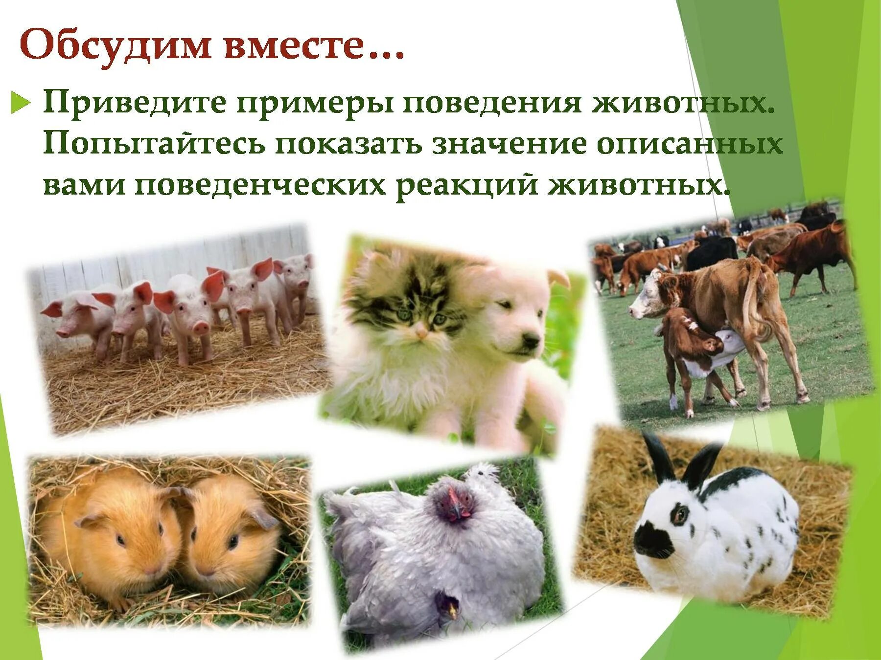 Значение поведения животных