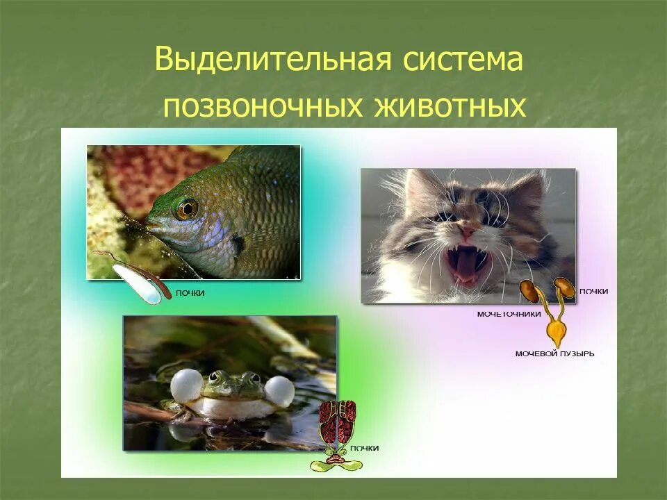 Выделение у позвоночных животных. Выделительная система животных. позвоночные выделительная система. выделительная система животных 6 класс.