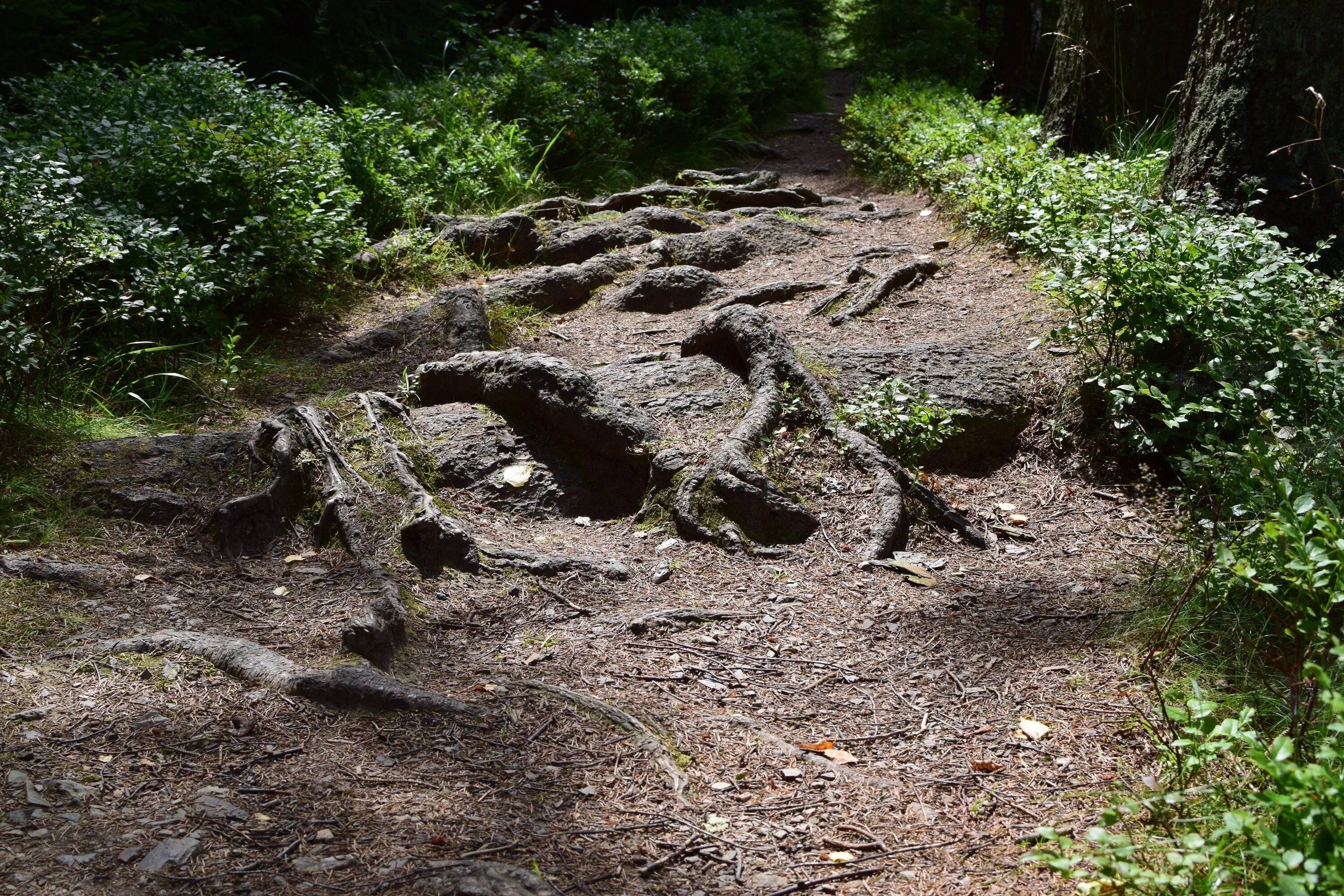 Root path get root