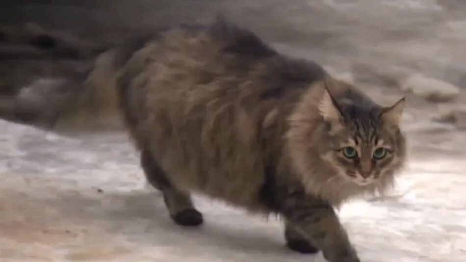 котенок машет лапкой. маша и медведь кот и мышка. милая кошка. котика машу. котик машет лапкой.