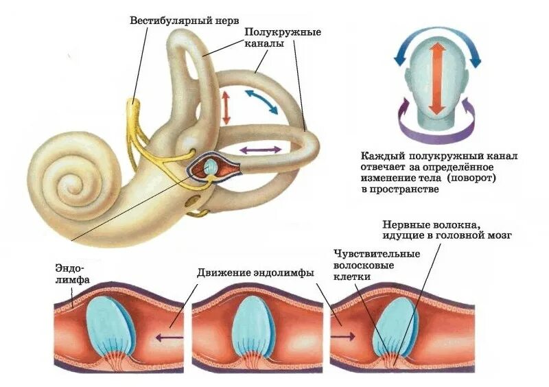 Вестибулярный аппарат и система. Отолитовый аппарат аппарат вестибулярный 3д. Вестибулярная сенсорная система. Функции вестибулярной сенсорной системы. Вестибулярная сенсорная система строение.