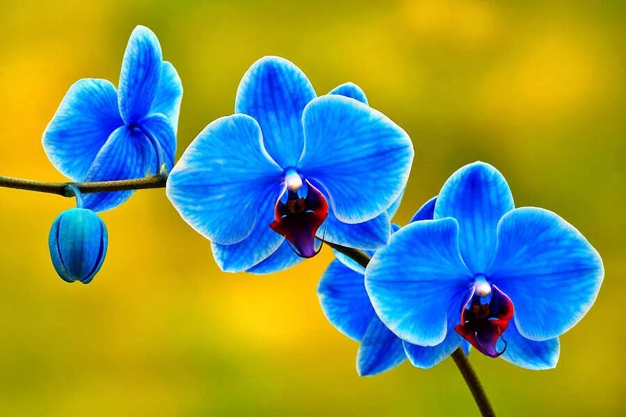 фаленопсис голубой. цветок фаленопсис синий. орхидея фаленопсис синяя. фаленопсис синий. фаленопсис королевский голубой.