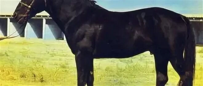 Донская порода лошадей в опасности - Разное - форум - equestrian.ru