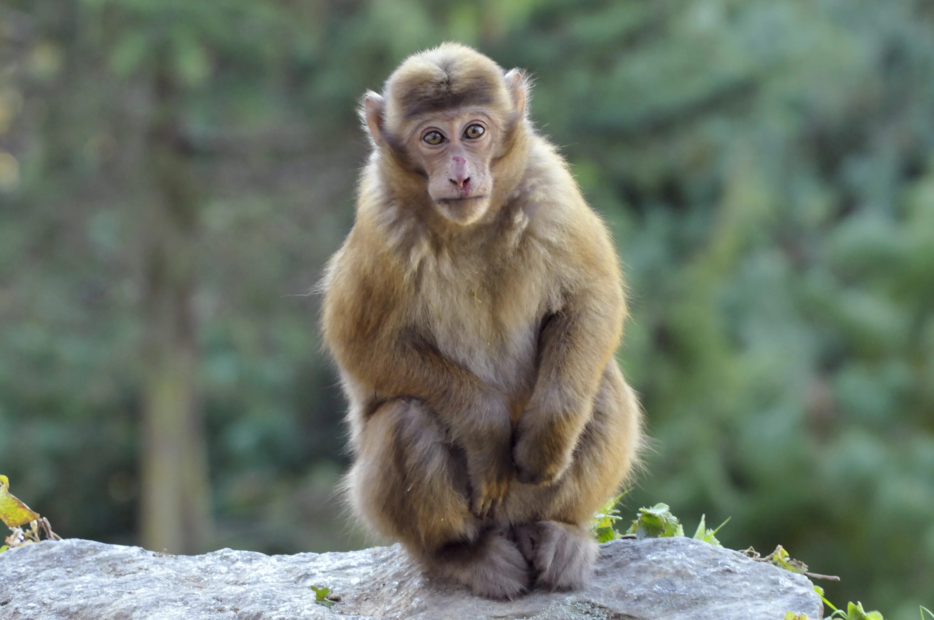 Макак горный резус. Assam macaque. Обезьяны. Горные обезьяны.