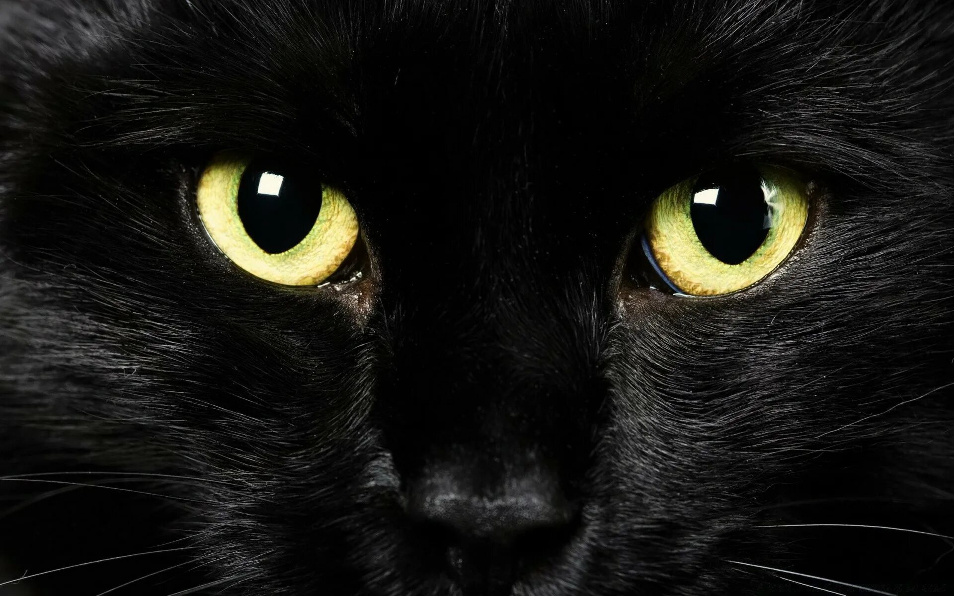 Чёрный кот. Черные коты. Глаза кошки. Кошачий глаз. Черные кошки 10