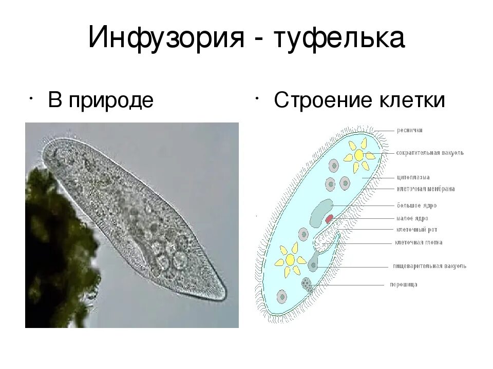 Инфузория туфелька структура. Биология 5 класс инфузория туфелька строение. Инфузория туфелька 7 класс биология. Инфузория туфелька 9 класс биология. Строение инфузории туфельки 7 класс биология.