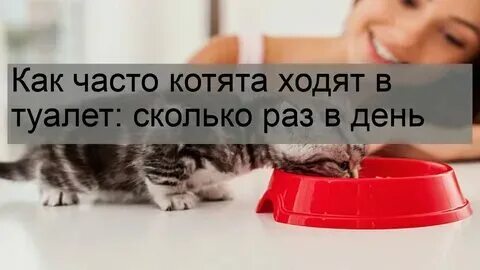 Сколько раз мочится кот. Сколько раз мочится кот