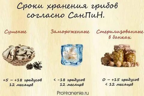 Можно хранить опята в холодильнике
