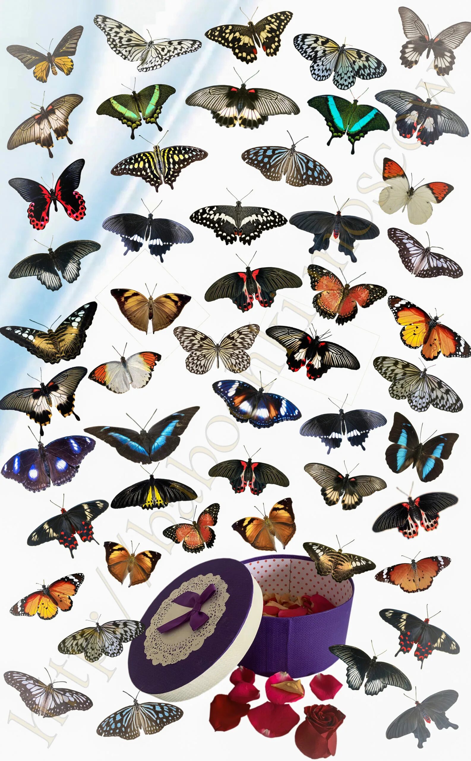 Купить бабочки с доставкой. Живые бабочки. Набор бабочки. Тропические бабочки. Набор бабочек живых.