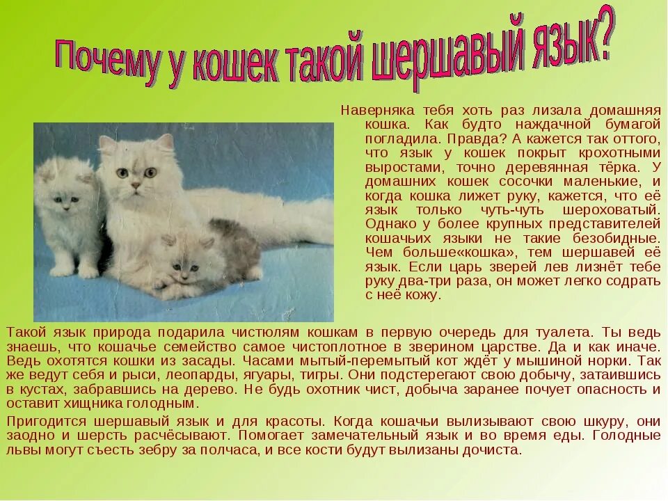 Почему кошка ищет. Почему у кошек шершавый язык. зачем кошкам шершавый язык. почему у котят шершавый язык.
