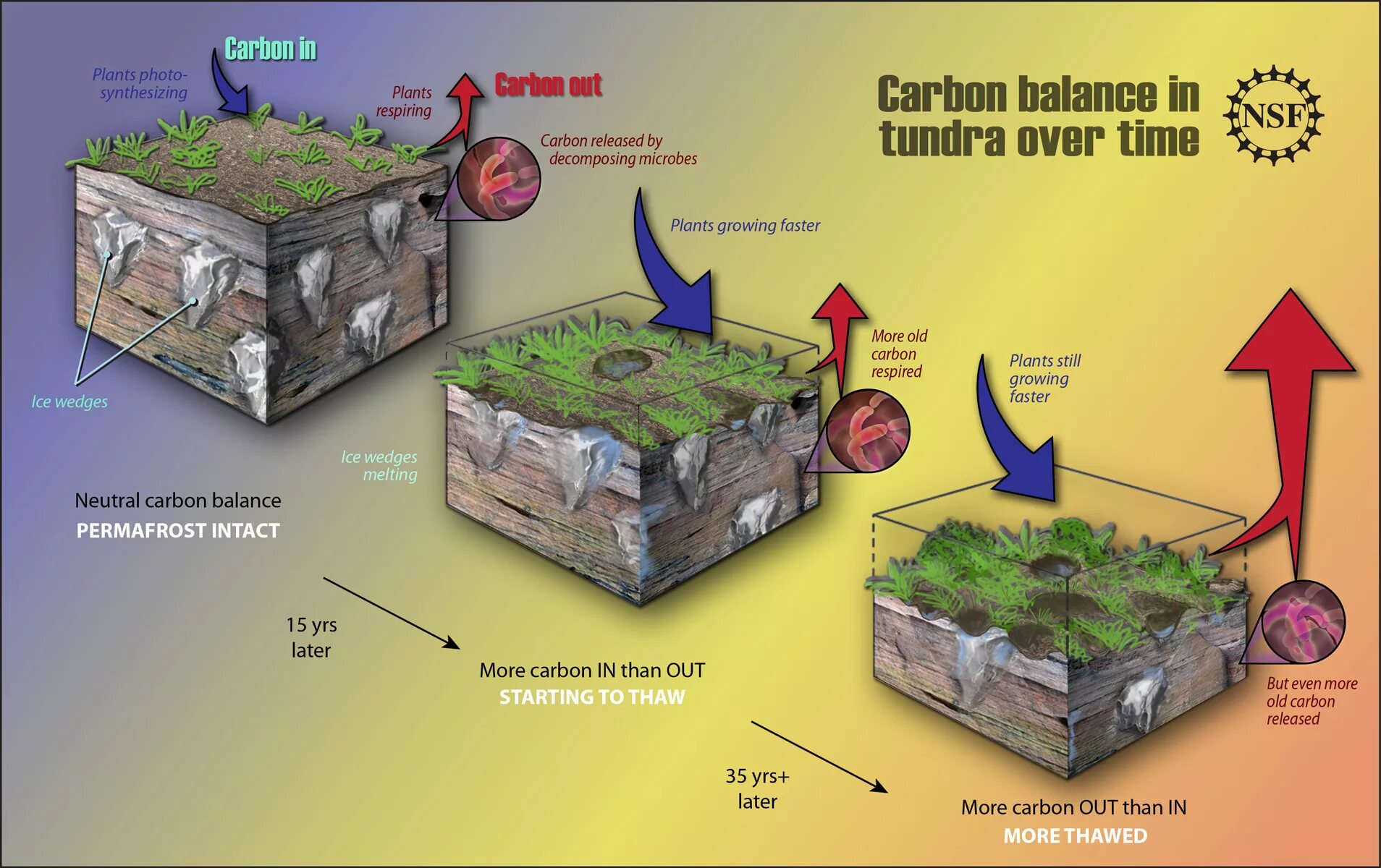 Carbon plants. Carbon Balance. Mission Carbon Balance. Карбон Arctic. Углерод в растениях.