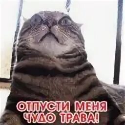 Отпусти трава