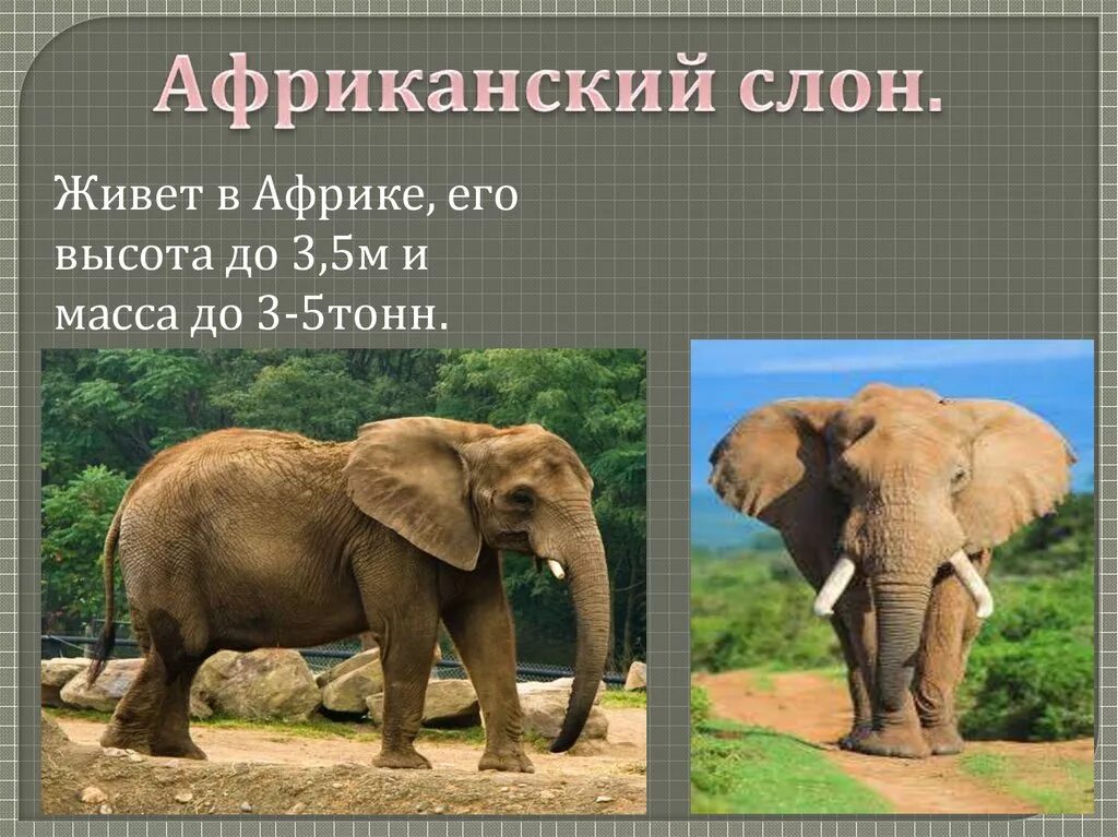 Слоник жив. Представители хоботных млекопитающих. Слон живет в Африке. Классификация «слон Африканский». Хоботные характеристика.