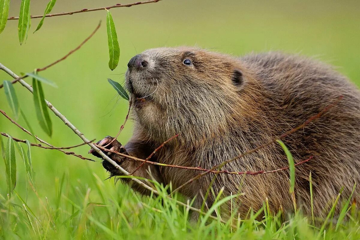 Бобр млекопитающее. Бобр речной обыкновенный. канадский бобр (castor canadensis). речной бобр западносибирский подвид. бобр (castor fiber linnaeus, 1758).