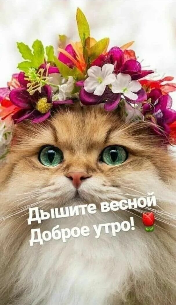 С добрым утром позитивные с животными. Открытки хорошего дня с животными. хорошего дня с животными. позитивный приветик. доброе утро с животными веселые.