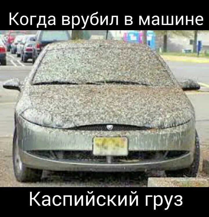 Голуби это правительственные дроны. Птицы нагадили на машину. Голуби это правительственные дроны. Автомобиль с птицей на капоте. Голубь демотиватор.