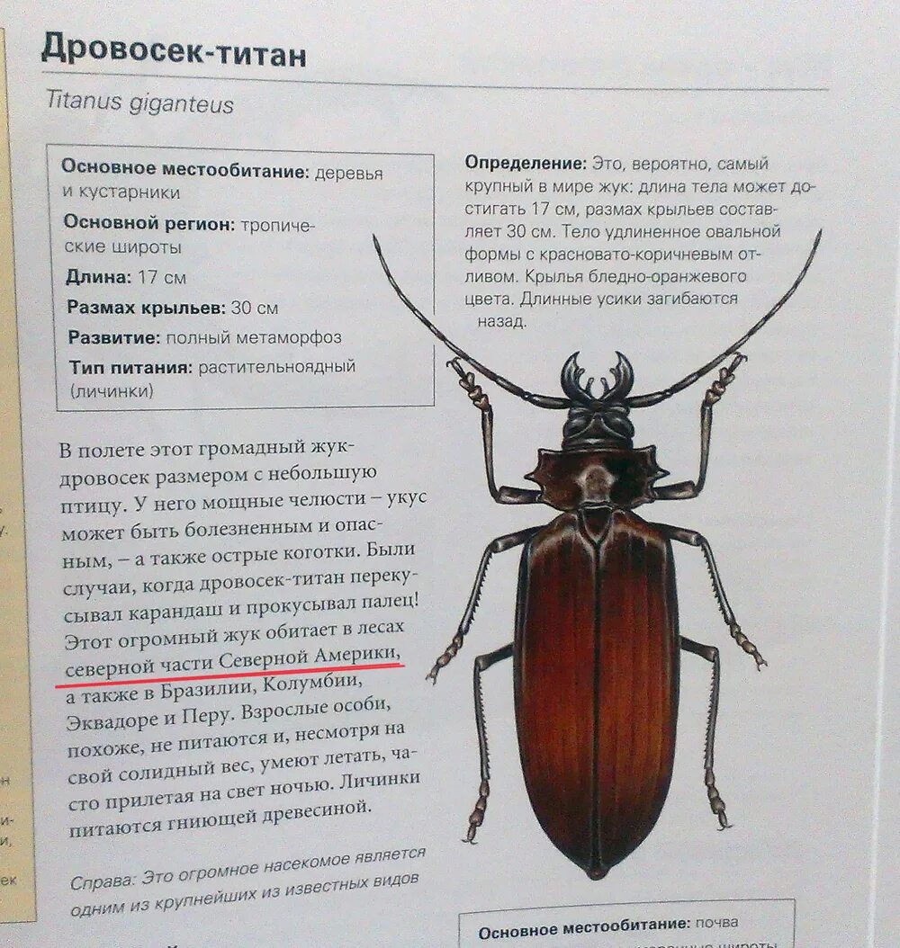 Почему дровосек занесен в красную книгу. Жук реликтовый дровосек красная книга. усач реликтовый красная книга. дровосек-титан жук строение. жук-дровосек красная книга краткое описание.