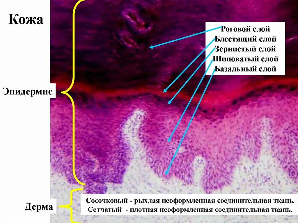 Плотная неоформленная соединительная ткань дерма кожи. Блестящий слой эпидермиса. Шиповатый слой эпидермиса. Строение зернистого слоя эпидермиса.