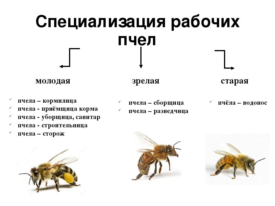 Иерархия пчелиной семьи схема. Пчелиная семья состав пчелиной семьи. Разделение обязанностей у пчел. Иерархия улья пчел. Как отличить молодую от старой